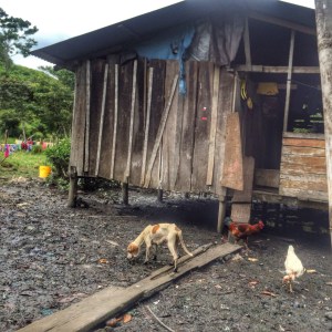 Another example of the homes in the mangroves. 