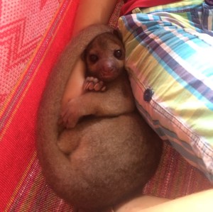 This little girl is a local to the mainland here. Do you know what she is?