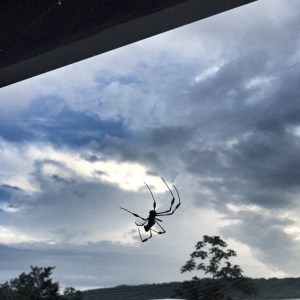 Huge, but harmless. These spiders line up webs along the house overhang. Often attaching webs to our clothesline. 