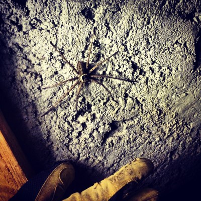 These big guys only come out at night when we want to go to the bathroom 