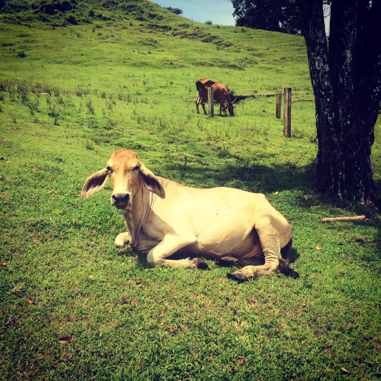 A photo of a random cow because she had floppy ears. She was resting when I was walking home one 