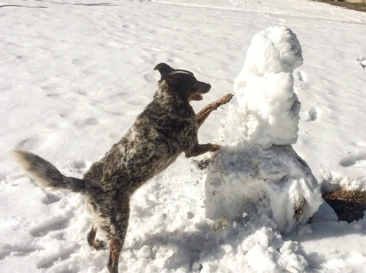 Building a snowman for Schmitty is another plus to being home for some extra time this winter :)